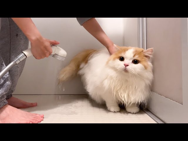 【悪夢再び?】夜中にうんちまみれになった猫をお風呂へ！