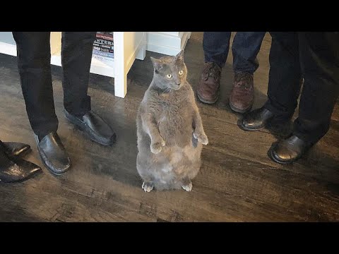 太りすぎた猫。保護施設に連れてこられた猫は2本足で立ち上がる特技で人間を虜にして、幸せな生活を手に入れました【動物 感動】
