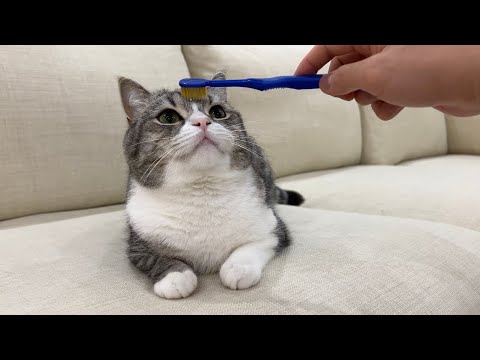猫を歯ブラシでなでなですると昇天するらしいのでやってみたらすごすぎたw
