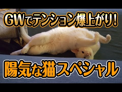【猫動画】GWでテンション爆上がり！陽気な猫スペシャル〜にゃんともパレード〜#157