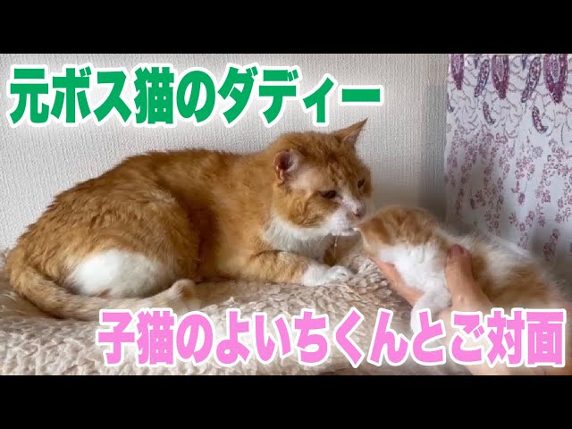 元ボス猫のおじいさん猫とかわいい子猫【Old cat and kitten】