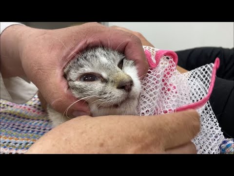 ママ猫病院へ…産後初めて子猫達と離れ離れに【保護猫】