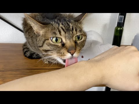 猫にモテる入浴剤を腕にたっぷりつけたらモテまくり！！