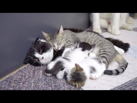 育児で疲れて夫猫に必死で甘える母猫・こんな幸せな猫家族を見たことがなかった