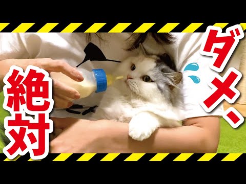 【危険】猫に仰向けでミルクをあげてはいけません！